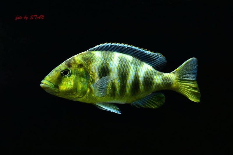 Nimbochromis venustus